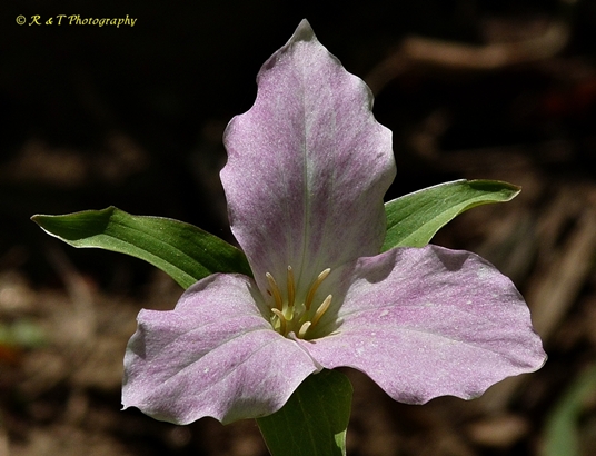 {Trillium grandiflorum}